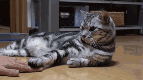 ţƤѢ߿